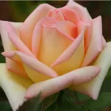 Ruža čajevke - srednjeg intenziteta miris ruže - sadnice ruža - proizvodnja i prodaja sadnica - Rosa Diorama - žuta boja