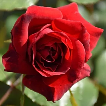 ROUNDELAY – sötétpiros virágágyi grandiflora rózsa - Swim