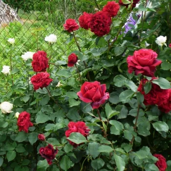 Mély, bársonyos sötétpiros, finom borvörös árnyalattal. - virágágyi grandiflora rózsa - erőteljes, hosszan tartó illatú rózsa - illatjellemzés nem áll rendelkezésre
