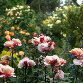 Mályvaszínű - narancssárga szirombelső - virágágyi grandiflora - floribunda rózsa - intenzív illatú rózsa - szegfűszeg aromájú