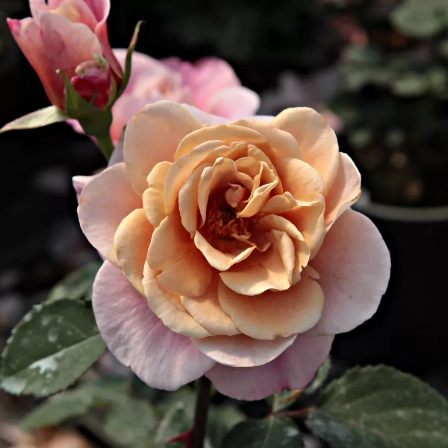 Róże rabatowe grandiflora - Róża - Distant Drums™ - Szkółka Róż Rozaria