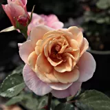 Grandiflora - floribunda vrtnice - roza - oranžna - Vrtnica intenzivnega vonja - Rosa Distant Drums™ - Na spletni nakup vrtnice