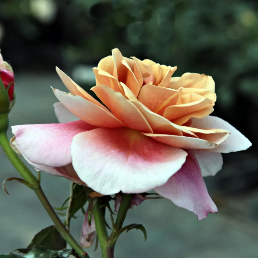 Rosa - arancione - Rosa - Distant Drums™ - Produzione e vendita on line di rose da giardino