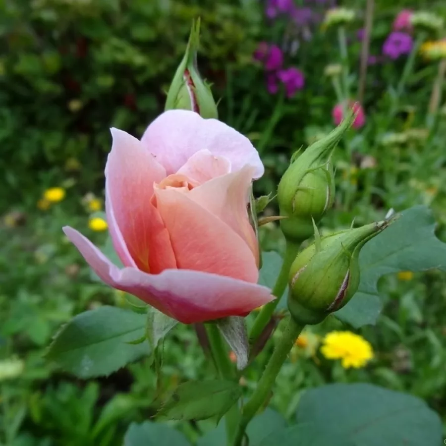 Rosa intensamente profumata - Rosa - Distant Drums™ - Produzione e vendita on line di rose da giardino