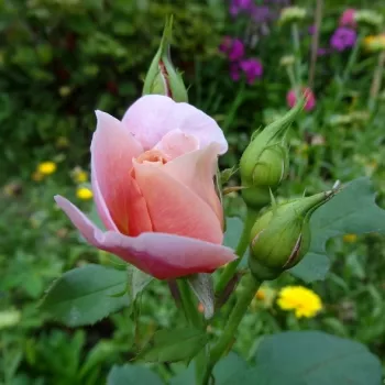 Rosa Distant Drums™ - roza - narančasta - Floribunda - grandiflora ruža