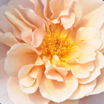 Narudžba ruža - Floribunda - grandiflora ruža  - roza - narančasta - intenzivan miris ruže - Distant Drums™ - (90-120 cm)