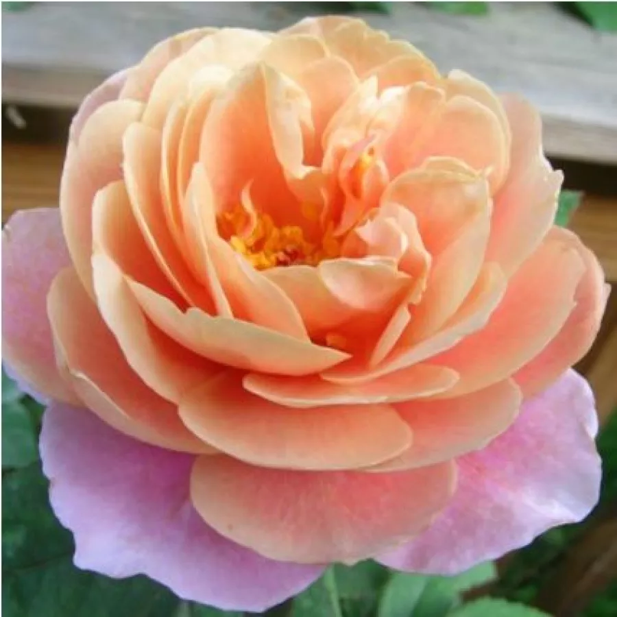 Rózsaszín - narancssárga - Rózsa - Distant Drums™ - Kertészeti webáruház
