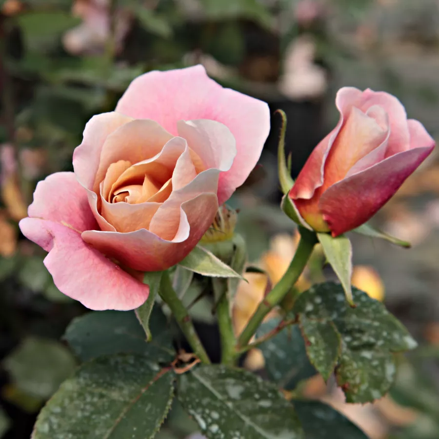 Róża pienna - Róże pienne - z kwiatami hybrydowo herbacianymi - Róża - Distant Drums™ - 