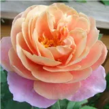 Záhonová ruža - grandiflora - floribunda - intenzívna vôňa ruží - klinčeková aróma - ružová - oranžová - Rosa Distant Drums™