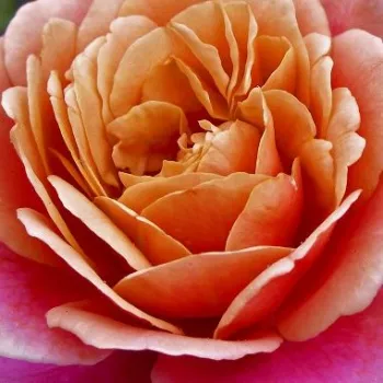 Ruže - eshop  - záhonová ruža - grandiflora - floribunda - ružová - oranžová - Distant Drums™ - intenzívna vôňa ruží - klinčeková aróma - (90-120 cm)