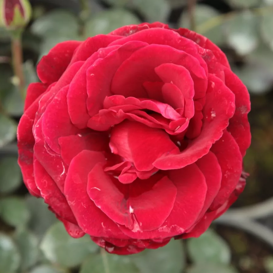 Climber, popínavá ruža - Ruža - Don Juan - Ruže - online - koupit