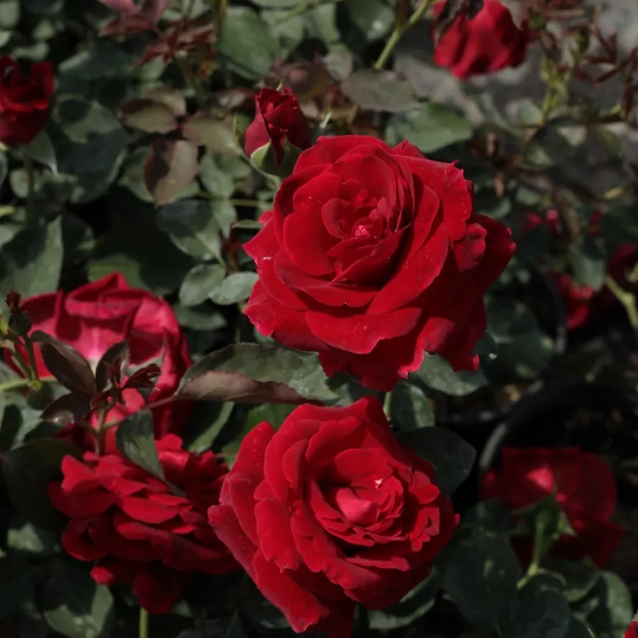 Czerwony - Róża - Don Juan - Szkółka Róż Rozaria