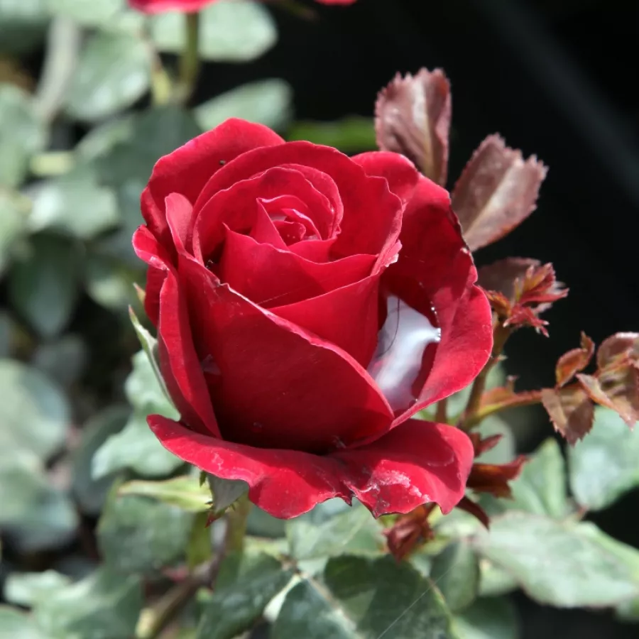 Róża z intensywnym zapachem - Róża - Don Juan - Szkółka Róż Rozaria