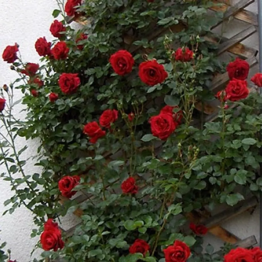 Don Juan - Rosa - Don Juan - Produzione e vendita on line di rose da giardino