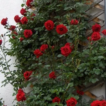 Baršunasta karma tamno crvena  - Ruža puzavica   (120-400 cm)