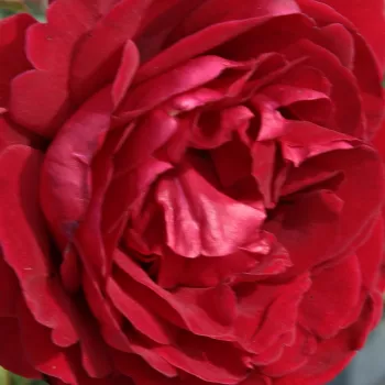 Online rózsa webáruház - climber, futó rózsa - vörös - intenzív illatú rózsa - ánizs aromájú - Don Juan - (120-400 cm)