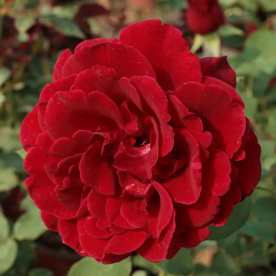 Rojo - Rosa - Don Juan - rosal de pie alto