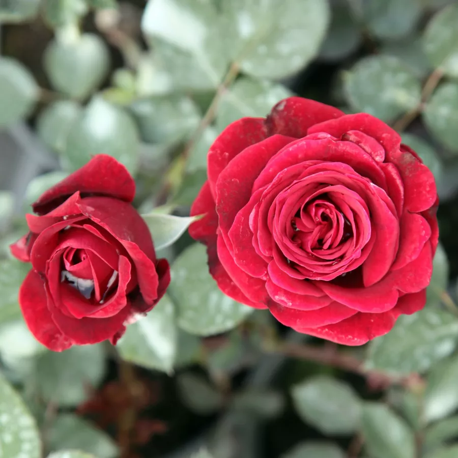 Stromčekové ruže - Stromkové ruže, kvety kvitnú v skupinkách - Ruža - Don Juan - 