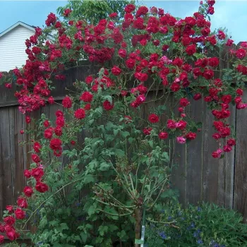 Karmínově bordó - stromkové růže - Stromkové růže, květy kvetou ve skupinkách