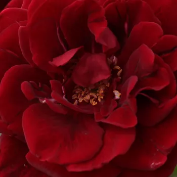 Rózsa kertészet - vörös - csokros virágú - magastörzsű rózsafa - Don Juan - intenzív illatú rózsa - ánizs aromájú