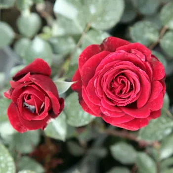 Rosa Don Juan - červený - stromčekové ruže - Stromkové ruže, kvety kvitnú v skupinkách