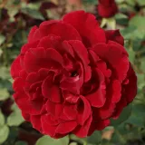 Climber, popínavá ruža - intenzívna vôňa ruží - aróma - červený - Rosa Don Juan