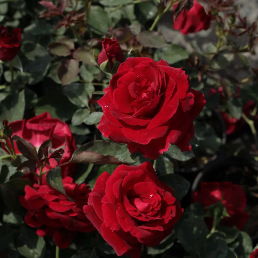 Trandafiri climber - Trandafiri - Don Juan - comanda trandafiri online