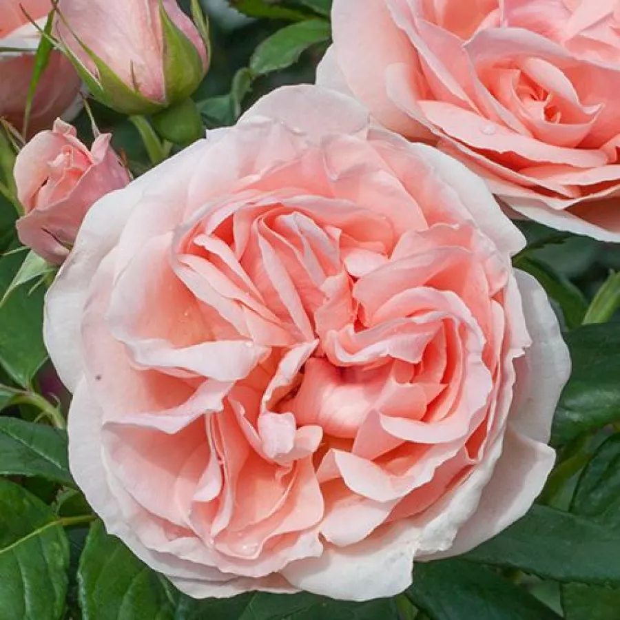 Różowy - Róża - Donatella® - Szkółka Róż Rozaria