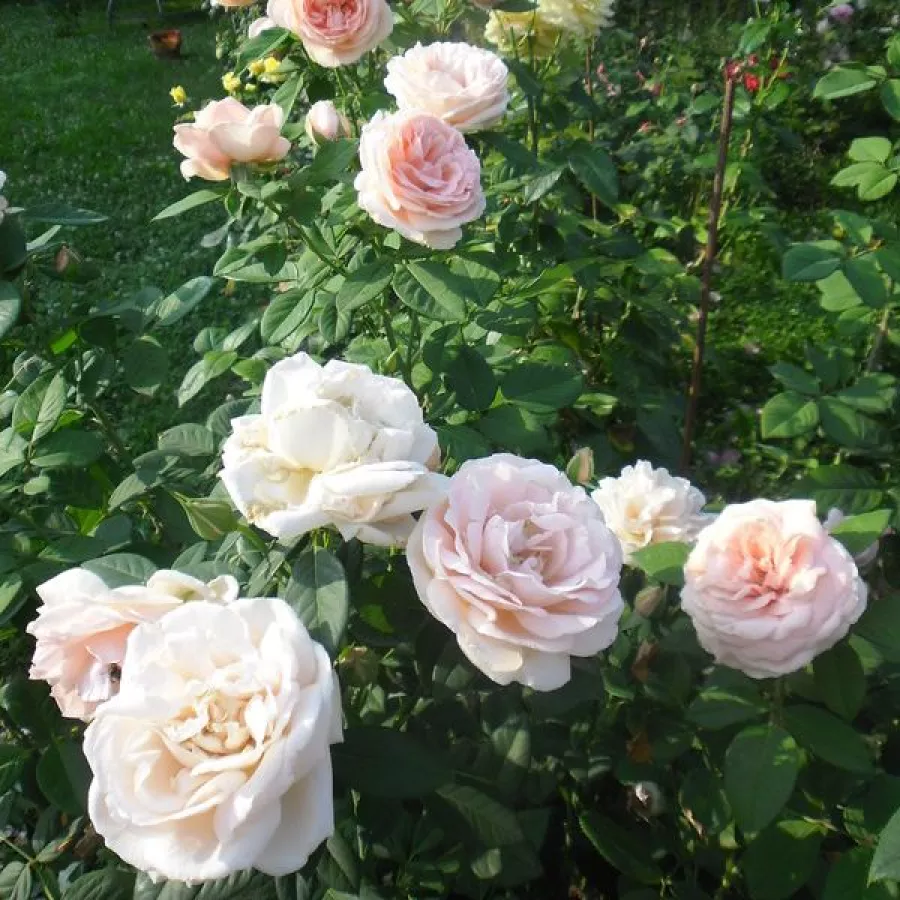MEIkerira - Rosa - Donatella® - Produzione e vendita on line di rose da giardino