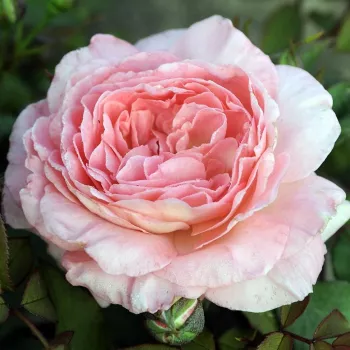 Online rózsa rendelés  - teahibrid rózsa - rózsaszín - intenzív illatú rózsa - damaszkuszi aromájú - Donatella® - (80-100 cm)