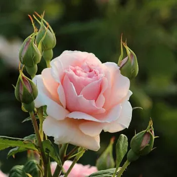 Rosa Donatella® - roz - trandafiri pomisor - Trandafir copac cu trunchi înalt – cu flori tip trandafiri englezești