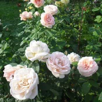 Lazacrózsaszín - magastörzsű rózsa - angolrózsa virágú