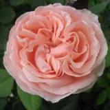 Stromčekové ruže - ružová - Rosa Donatella® - intenzívna vôňa ruží - damascus