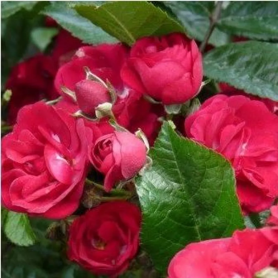 Rosa - Rosa - Dopey - Produzione e vendita on line di rose da giardino