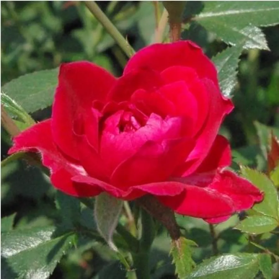 Róża ze średnio intensywnym zapachem - Róża - Dopey - Szkółka Róż Rozaria