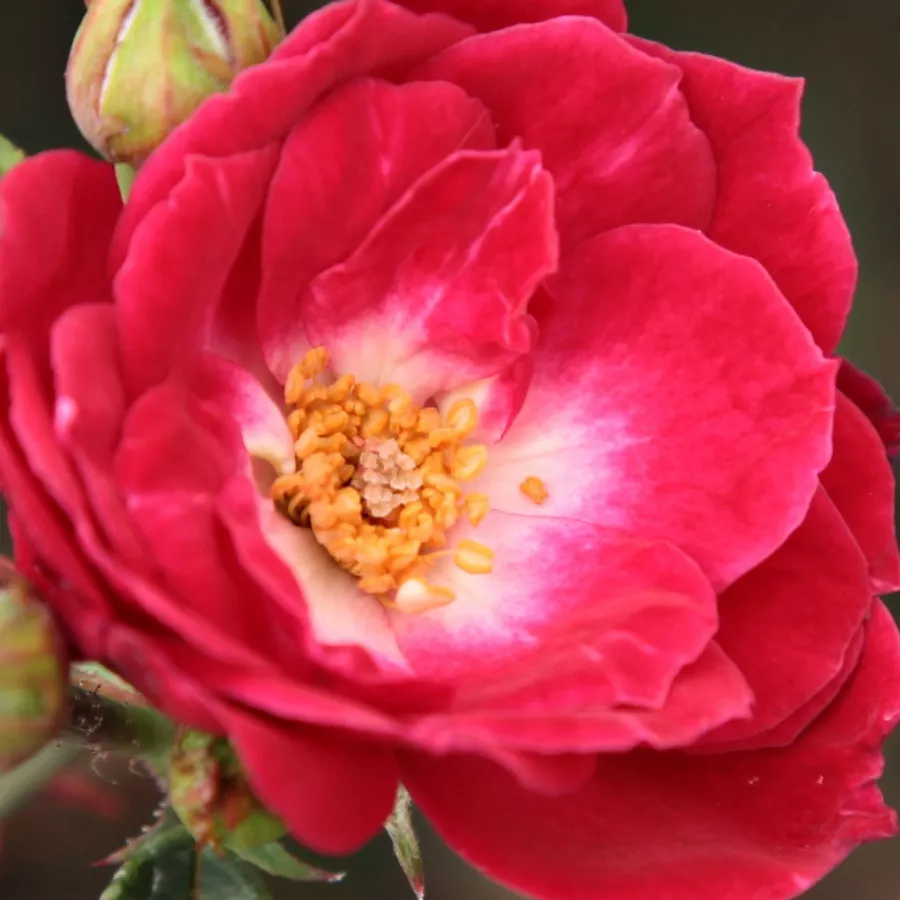 Polyantha - Ruža - Dopey - Narudžba ruža