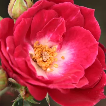 Online rózsa vásárlás - virágágyi polianta rózsa - rózsaszín - közepesen illatos rózsa - szegfűszeg aromájú - Dopey - (20-40 cm)
