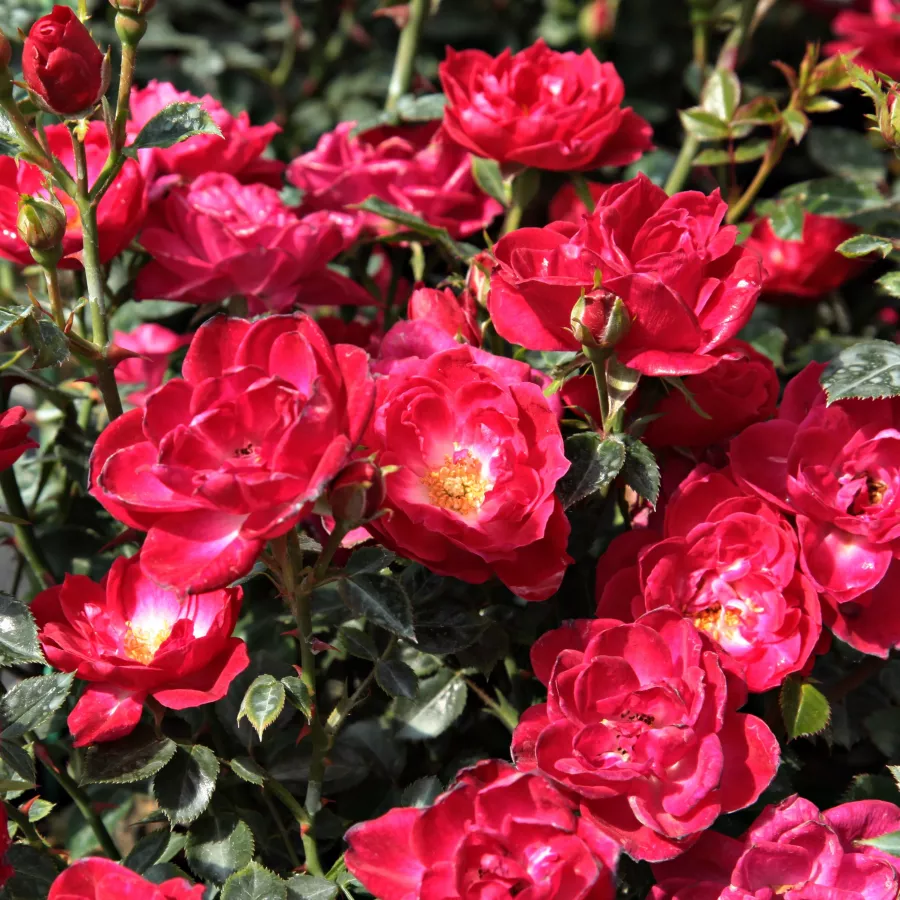 120-150 cm - Rosa - Dopey - rosal de pie alto