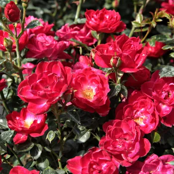 Roşu crimzon - trandafiri pomisor - Trandafir copac cu trunchi înalt – cu flori mărunți