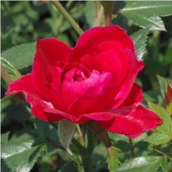 Rosa Dopey - roz - trandafiri pomisor - Trandafir copac cu trunchi înalt – cu flori mărunți