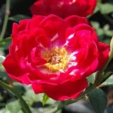 Záhonová ruža - polyanta - stredne intenzívna vôňa ruží - klinčeková aróma - ružová - Rosa Dopey
