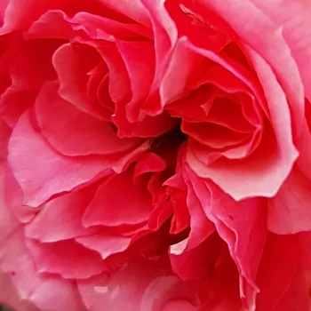 Rózsa rendelés online - rózsaszín - virágágyi floribunda rózsa - Allure™ - közepesen illatos rózsa - alma aromájú - (40-50 cm)