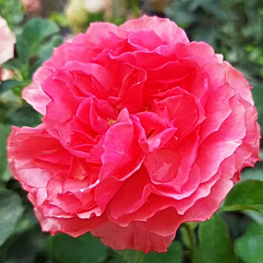 Róże rabatowe grandiflora - floribunda - Róża - Allure™ - Szkółka Róż Rozaria