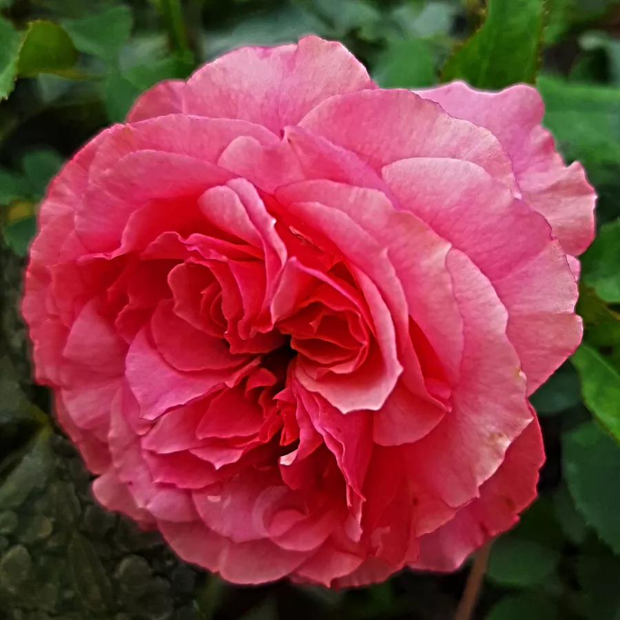 Rózsaszín - Rózsa - Allure™ - Online rózsa rendelés