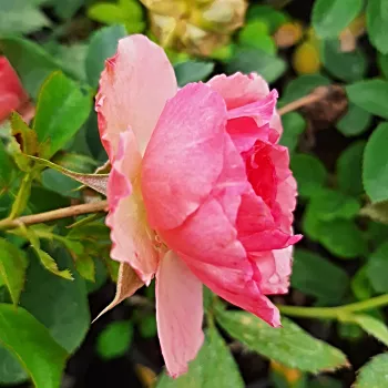 Rosa Allure™ - różowy - róże rabatowe grandiflora - floribunda