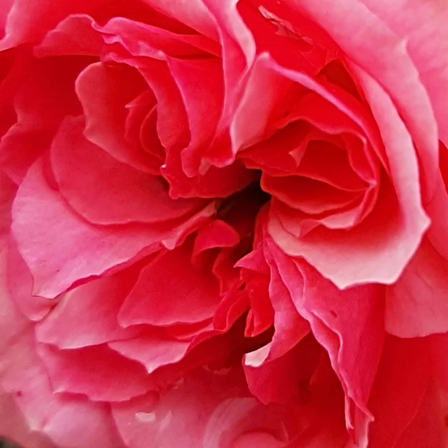 Floribunda, Medium shrub - Roza - Allure™ - Na spletni nakup vrtnice