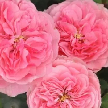 Rózsaszín - csokros virágú - magastörzsű rózsafa - közepesen illatos rózsa - alma aromájú