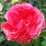Záhonová ruža - floribunda - stredne intenzívna vôňa ruží - aróma jabĺk - ružová - Rosa Allure™