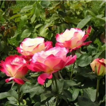 Fehér - piros sziromszél - teahibrid rózsa - intenzív illatú rózsa - gyöngyvirág aromájú