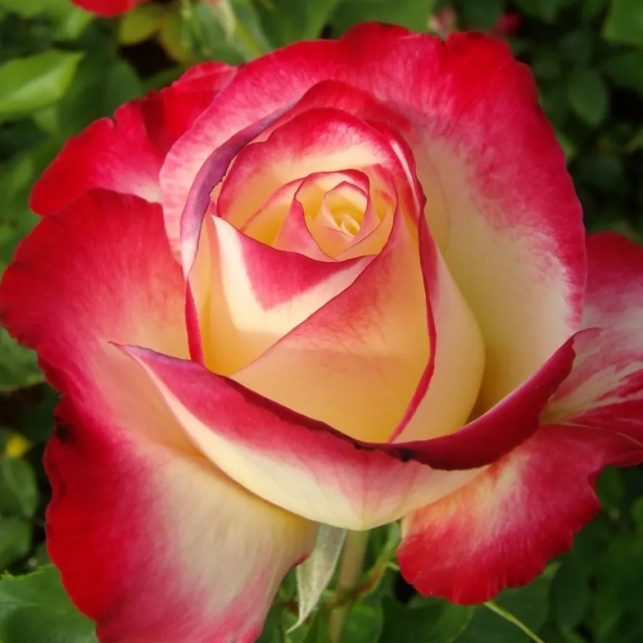 Trandafiri hibrizi Tea - Trandafiri - Double Delight - Trandafiri online